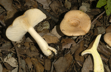 Goldflüssiger Milchling (Lactarius chrysorrheus) - © Heinz Prelicz
